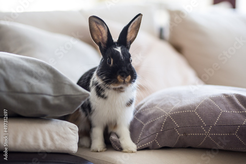 Pet rabbit on the couch, Easter