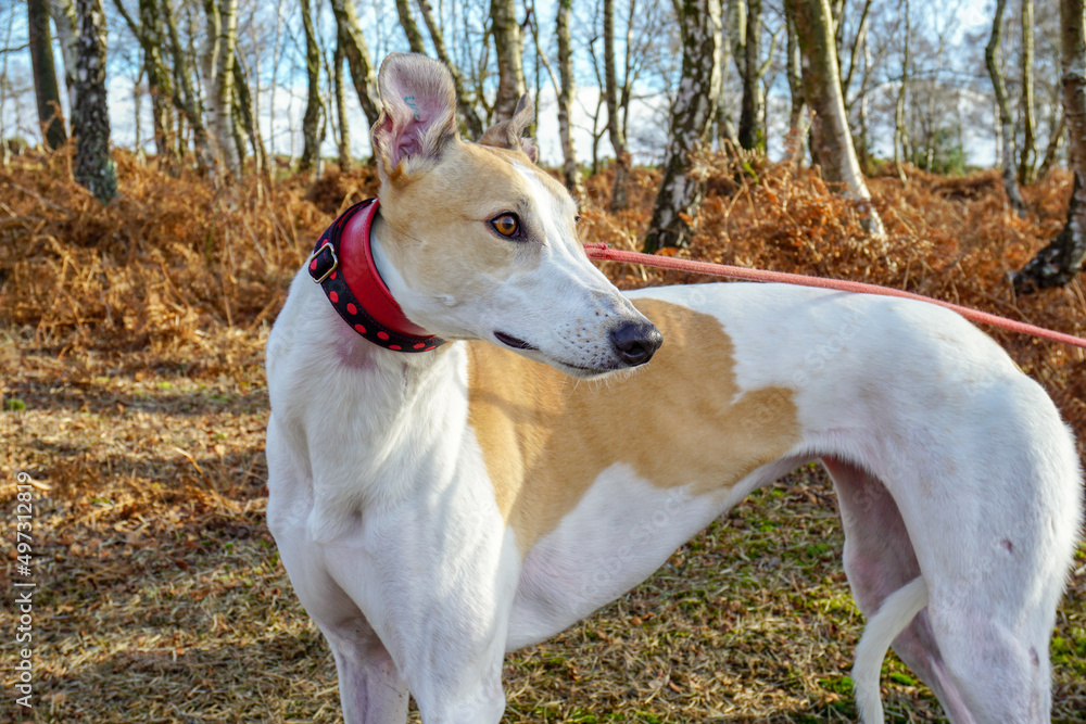 Handsome greyhound dog in the forest on a lead. Pet dog in nature looking to the right. 