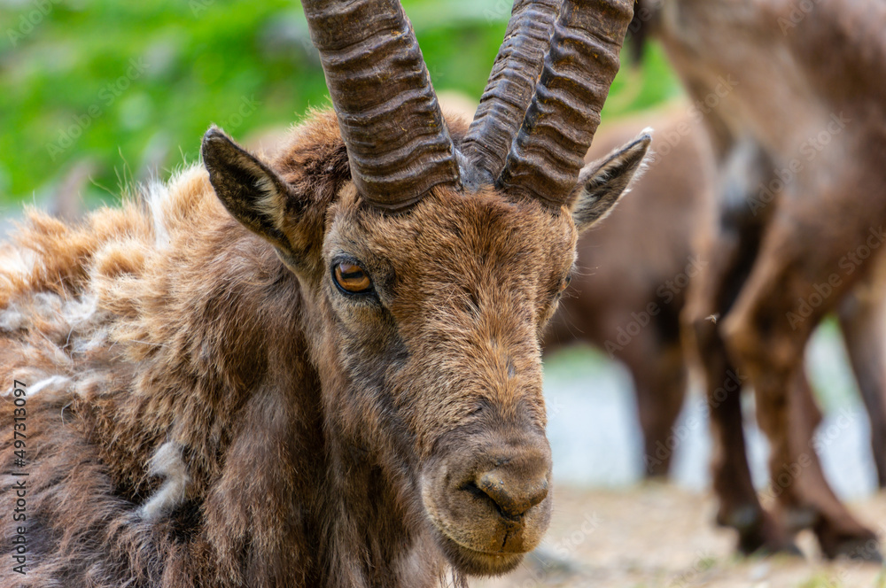 Alpin ibex, capra ibex in Piedmont, natural park of the maritime alps. Italy.