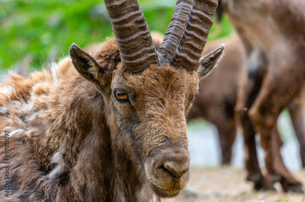 Alpin ibex, capra ibex in Piedmont, natural park of the maritime alps. Italy. Alpin ibex, capra ibex in Piedmont, natural park of the maritime alps. Italy.