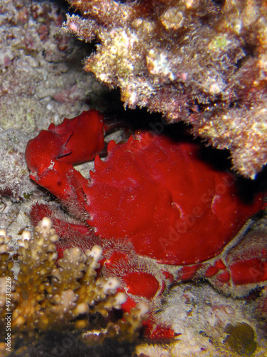 Reef crab - Etisus Splendidus photo