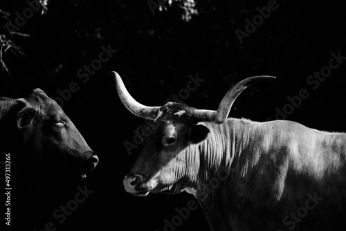 Texas longhorn and Santa Gertrudis cow friends close up on black background.