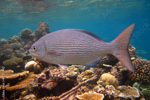 Fotografija Brassy Rudderfish - Kyphosus Vaigiensis - Brassy Chub