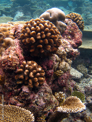 Stylophora Pistillata - Hood Coral - Smooth Cauliflower Coral - Brain coral - Acropora coral photo