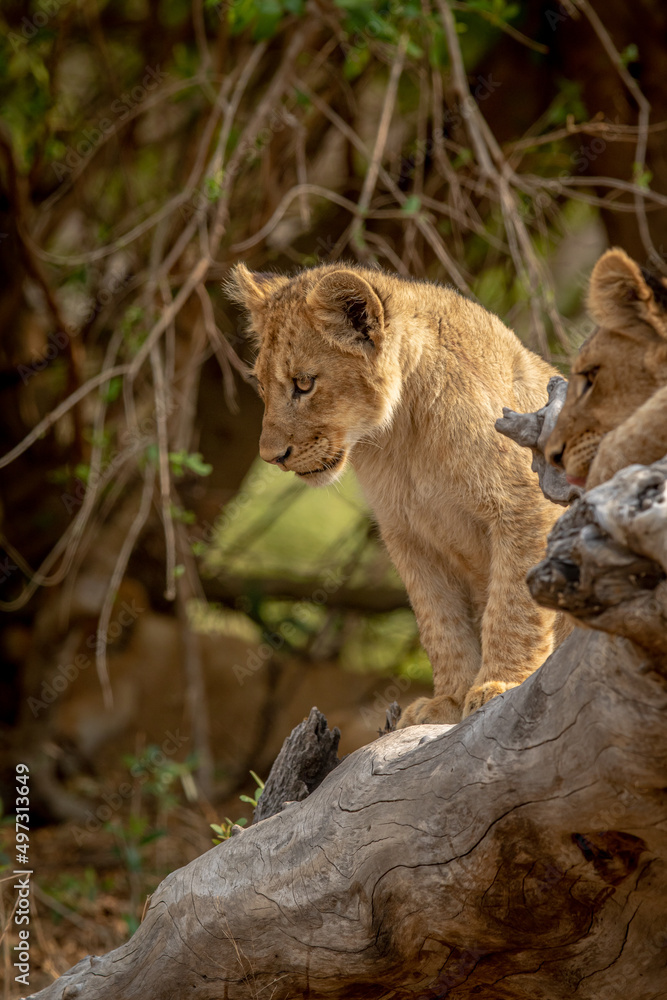 Lion cubs sitting on a fallen tree. Lion cubs sitting on a fallen tree.