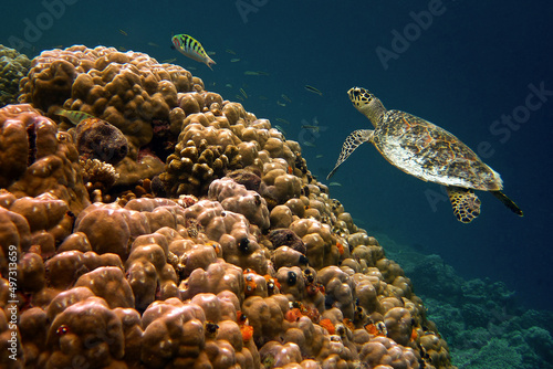 Fototapeta Naklejka Na Ścianę i Meble -  Hawksbill sea turtle - Eretmochelys imbricata in Maldivian coral reef environment