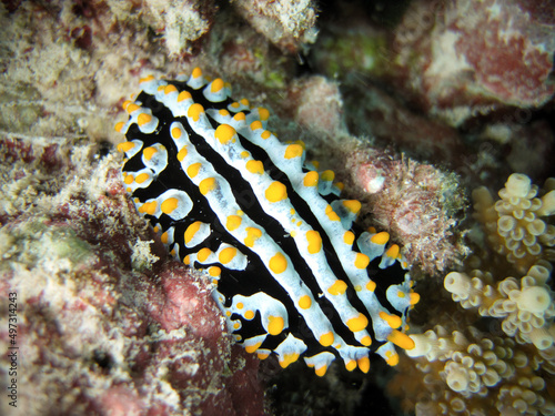 Phyllidia Varicosa - Nudibranch - Sea Slug photo