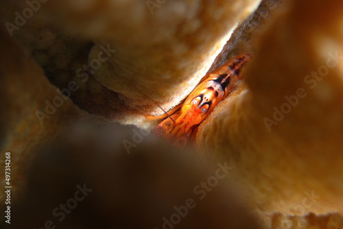 Alpheus sp. - Sea reef shrimp - Alpheidae photo
