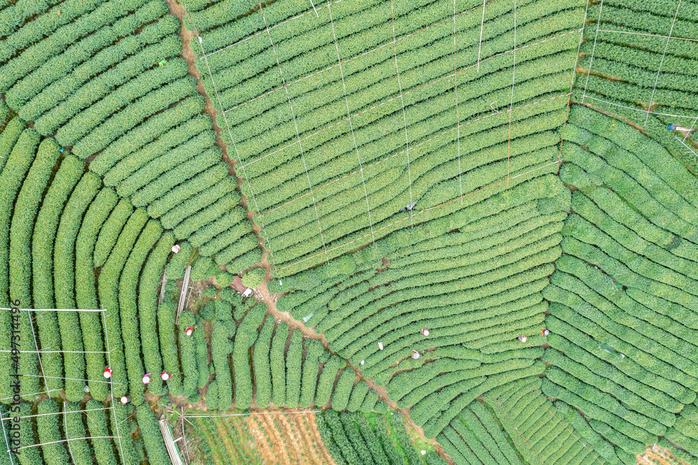 Fototapeta premium farmer working in tea plantation