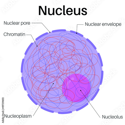 The nucleus is a membrane-bound organelle.