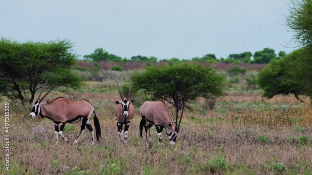 Three Gemsbok Grazing the Grass in the Bushveld of Central Kalahari Game Reserve in Botswana Africa - Fixed Shot Three Gemsbok Grazing the Grass in the Bushveld of Central Kalahari Game Reserve in Botswana Africa - Fixed Shot