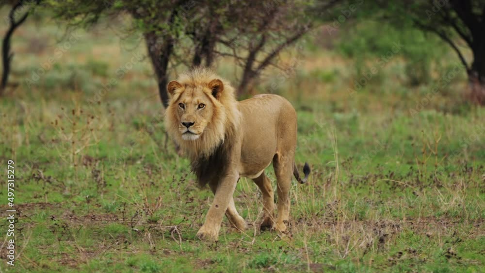 Lone Male Lion Walking At Central Kalahari Game Reserve In Botswana, South Africa. - wide Lone Male Lion Walking At Central Kalahari Game Reserve In Botswana, South Africa. - wide