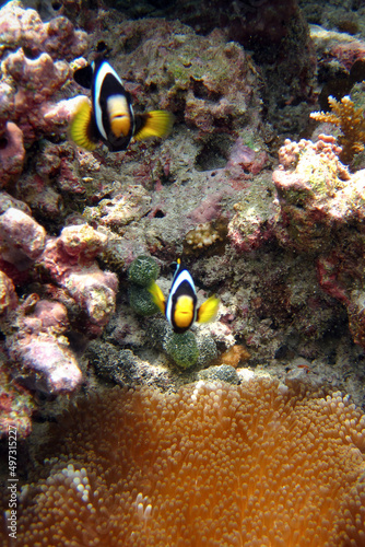 Amphiprion clarkii - Clark's anemonefish - Yellowtail clownfish in a Stichodactyla mertensii - Mertens' carpet sea anemone