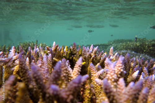 Coral reef sea level over Acropora sp. corals photo