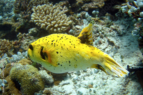 Black-spotted Pufferfish (Arothron Nigropunctatus) yellow variation of colour