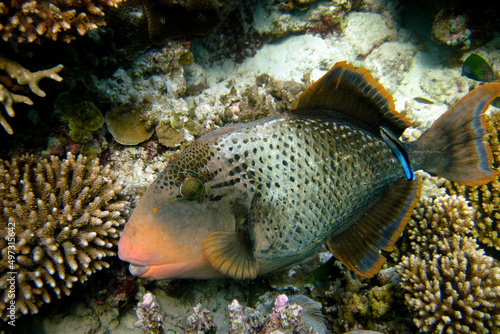 Yellow-Margin Triggerfish - Pseudobalistes Flavimarginatus © Fotopogledi