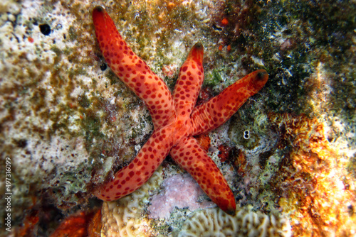 Blue sea star - Lickia Laevigata - Starfish red colour on coral reef of Maldives
