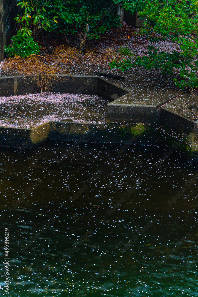 Fototapeta premium 春、桜