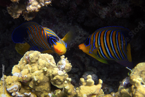 Regal Angelfish - Pygoplites diacanthus two animals on a reef in Maldives. photo