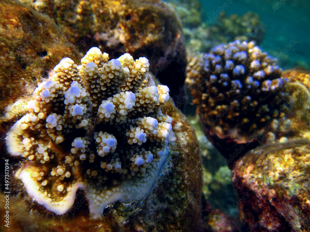 Fototapeta premium Coral growing up macro detail - Small Acropora Nasuta corals.