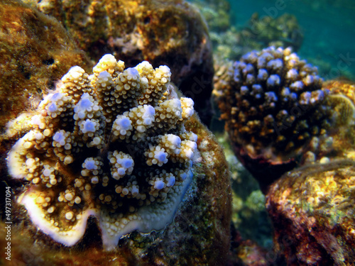 Coral growing up macro detail - Small Acropora Nasuta corals. © Fotopogledi