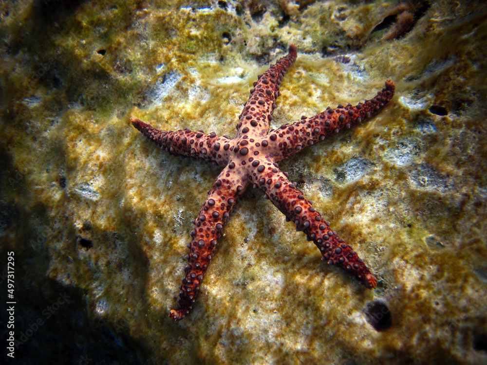 Gomophia Egyptiaca - Egyptian Sea Star - Starfish on coral reef of Maldives. Gomophia Egyptiaca - Egyptian Sea Star - Starfish on coral reef of Maldives.