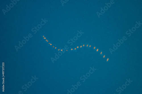 Marine sea-life - some kind of egg strip or worm or polyp colony floating in water of Maldives