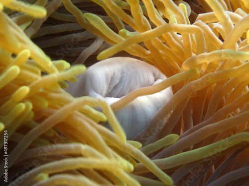 Magnificent sea anemone - Heteractis magnifica - Ritteri anemone close up photo