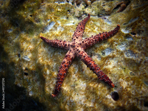 Gomophia Egyptiaca - Egyptian Sea Star - Starfish on coral reef of Maldives.