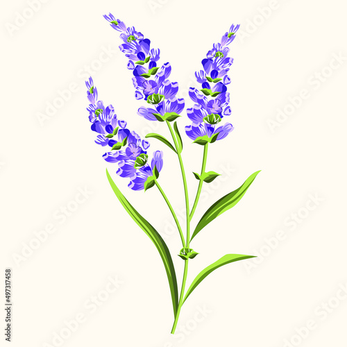 Realistic sprig of lavender in lilac color with green stem and leaves