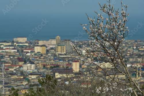Russia. Northeast Caucasus, Republic of Dagestan. A blooming apricot tree on the background of a view of the ancient city of Derbent.