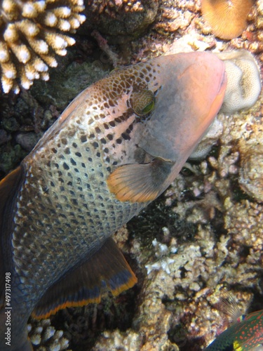 Yellowmargin Triggerfish - Pseudobalistes Flavimarginatus photo