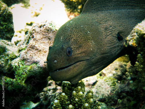 Giant Moray Eel - Gymnothorax Nudivomer on reef of Maldives photo