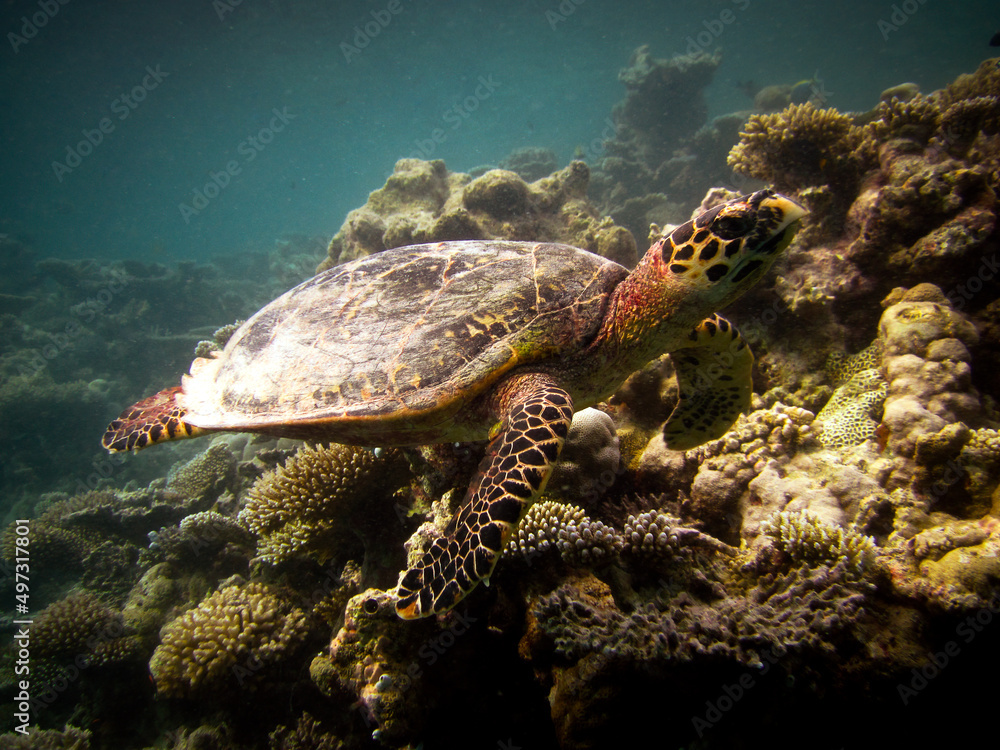 Hawksbill sea turtle - Eretmochelys imbricata