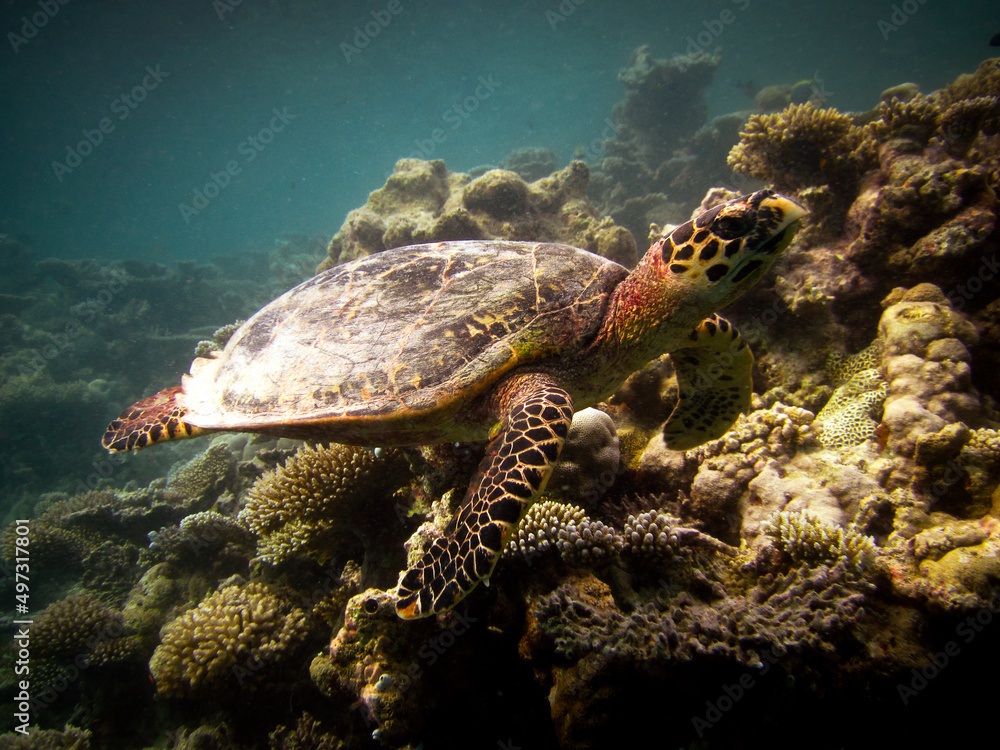 Hawksbill sea turtle - Eretmochelys imbricata Hawksbill sea turtle - Eretmochelys imbricata