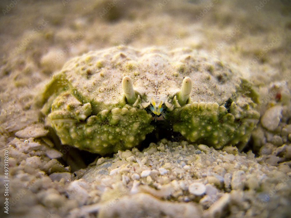 Xanthidae Coral reef crab in Maldives