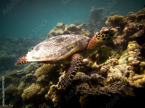 Hawksbill sea turtle - Eretmochelys imbricata