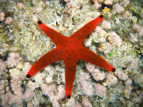 Indian Sea Star - Red Starfish - Formia Indica © Fotopogledi