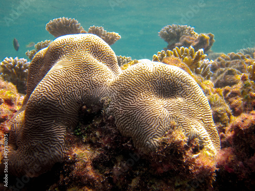 Leptoria Phrygia - Uniformed coral - Hard coral