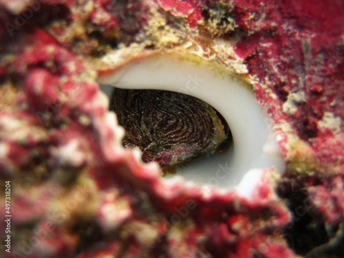 Curly Murex - Chicoreus Microphyllus alive animal on the coral reef of Maldives. photo