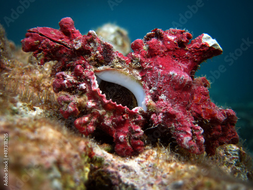 Curly Murex - Chicoreus Microphyllus alive animal on the coral reef of Maldives. photo