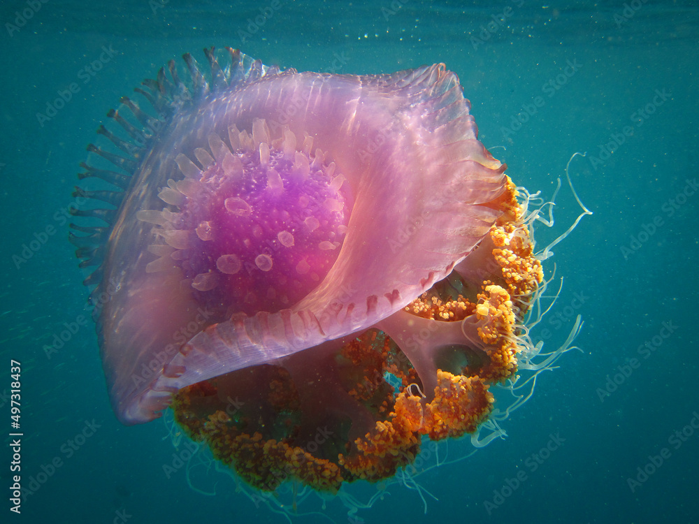 Fototapeta premium Crown Jellyfish - Cephea - True Jellyfish