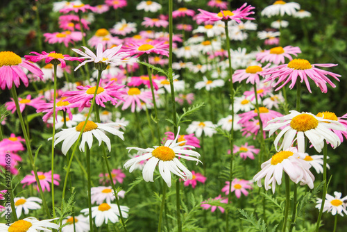 Colorful daisies