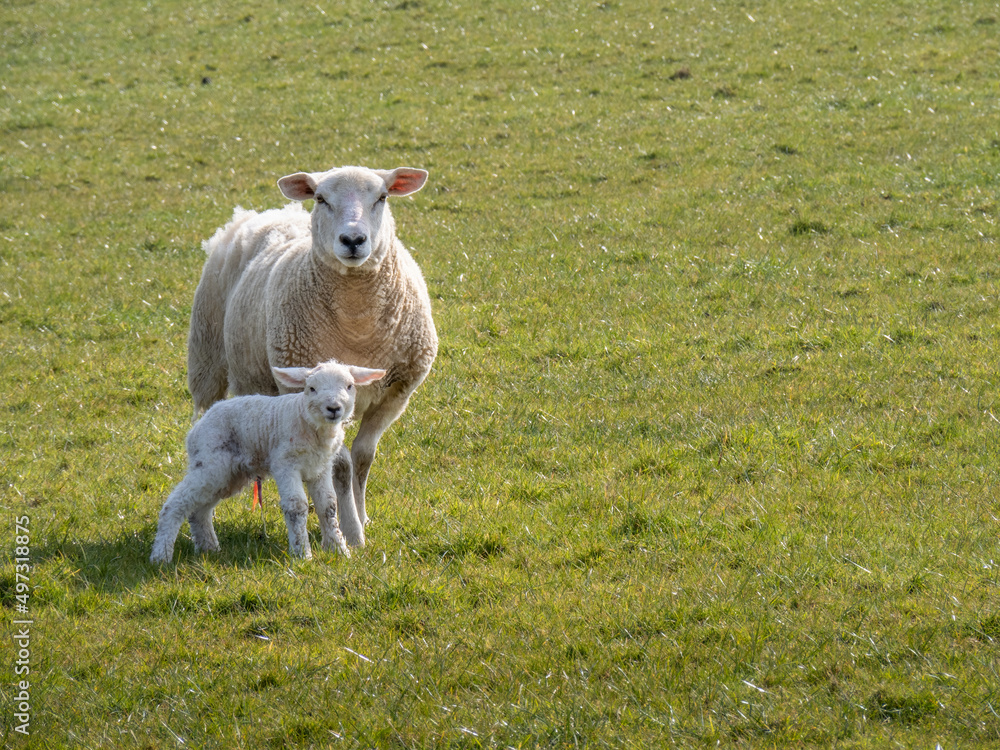 An Easycare breed ewe and her newborn lamb. With copyspace. An Easycare breed ewe and her newborn lamb. With copyspace.