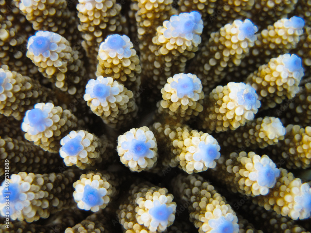Fototapeta premium Acropora Nasuta Macro - Finger coral close up texture