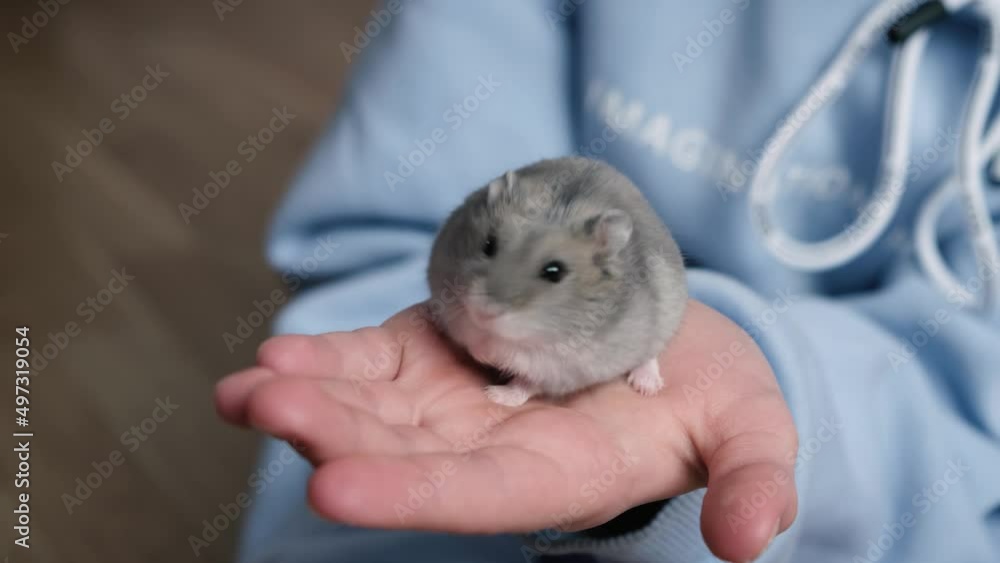 A little beautiful hamster sits in the arms of a girl and washes his paws. A little beautiful hamster sits in the arms of a girl and washes his paws.