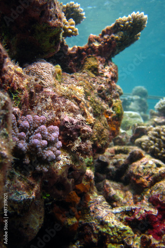 Scorpionfish in Full Camouflage on Coral Reef - Scorpaenopsis Oxycephala