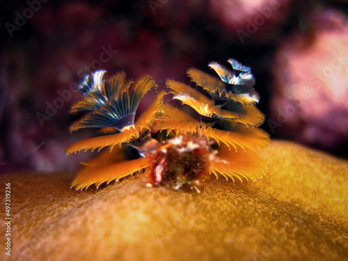 Spirobranchus giganteus - Cristmas tree sea worm - Spiral Gilled Tubeworm photo
