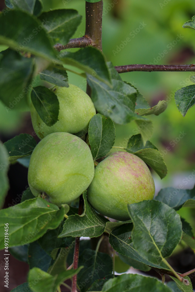 apple tree apple tree