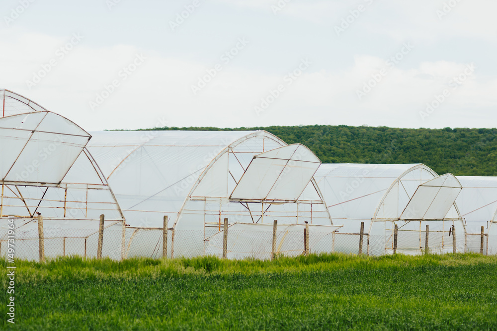 White greenhouses on sky and hill background. Plants crop in greenhouse. White greenhouses on sky and hill background. Plants crop in greenhouse.